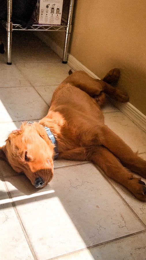 Logan the Golden Dog, a Golden Retriever, sleeping.