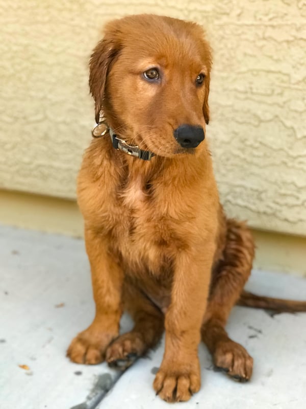 Furry Friend Friday - Logan the Golden Dog at 12 weeks old.