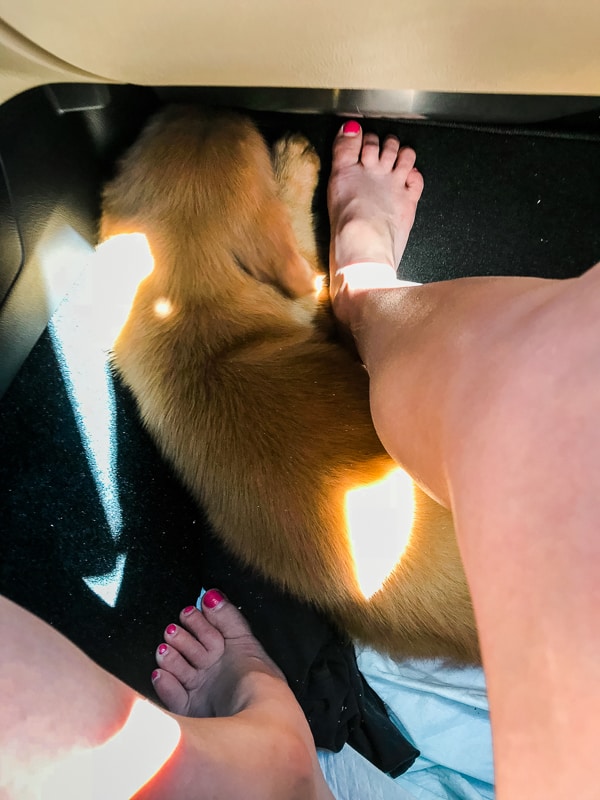 Furry Friend Friday - Logan the Golden Dog asleep on floor of Mitsubishi Outlander floor.