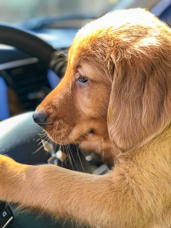 Furry Friend Friday - Logan the Golden Dog with Mitsubishi Outlander steering wheel.