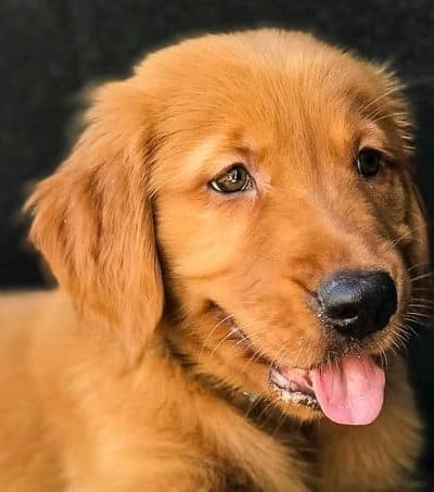 Furry Friend Friday - Logan the Golden Dog in a Mitsubishi Outlander trunk