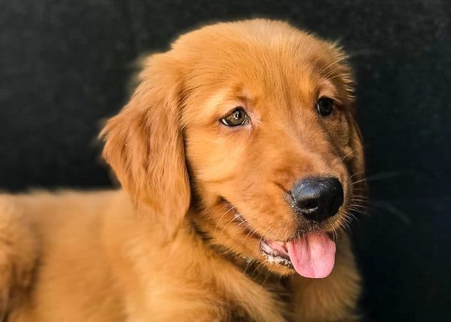 Furry Friend Friday - Logan the Golden Dog in a Mitsubishi Outlander trunk