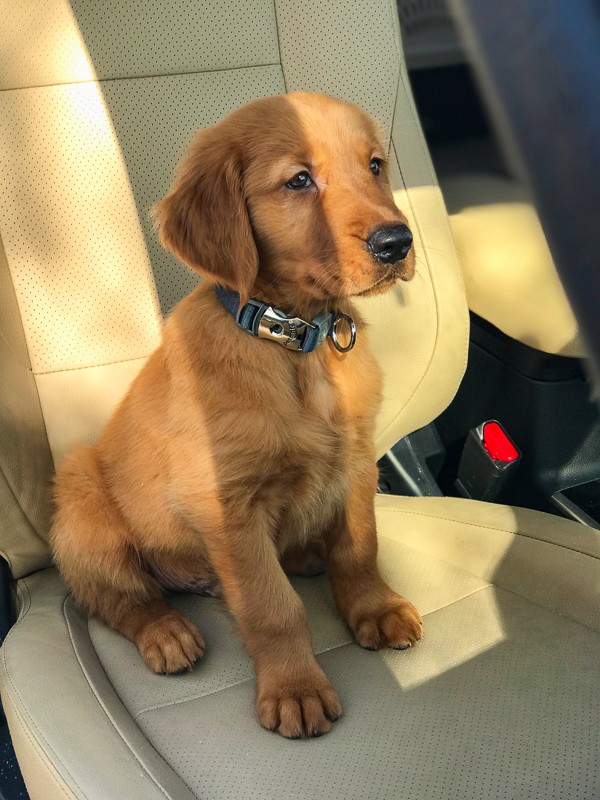 Furry Friend Friday - Logan the Golden Dog in Mitsubishi Outlander front seat.