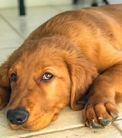 Logan the Golden Dog, a Golden Retriever, wanting to be left alone.