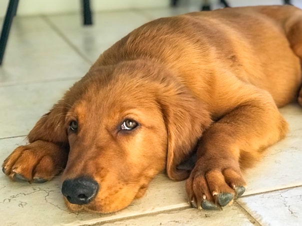 Furry Friend Friday 365 Days Of Baking And More