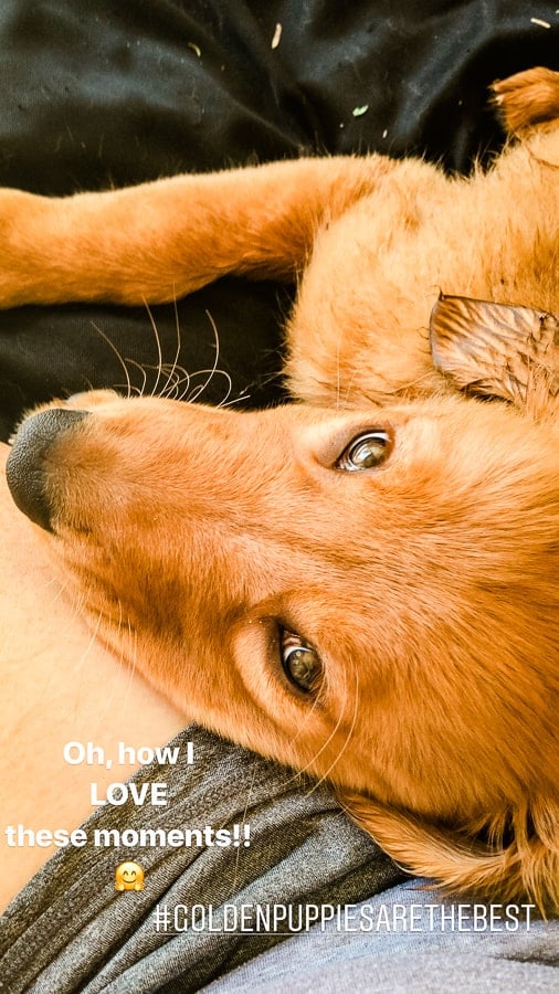 Furry Friend Friday - Logan the Golden Dog in Mom's lap.