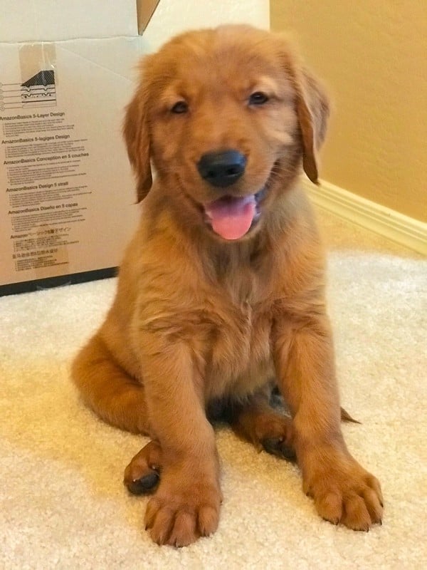 Furry Friend Friday - Logan the Golden Dog, 8 weeks old.