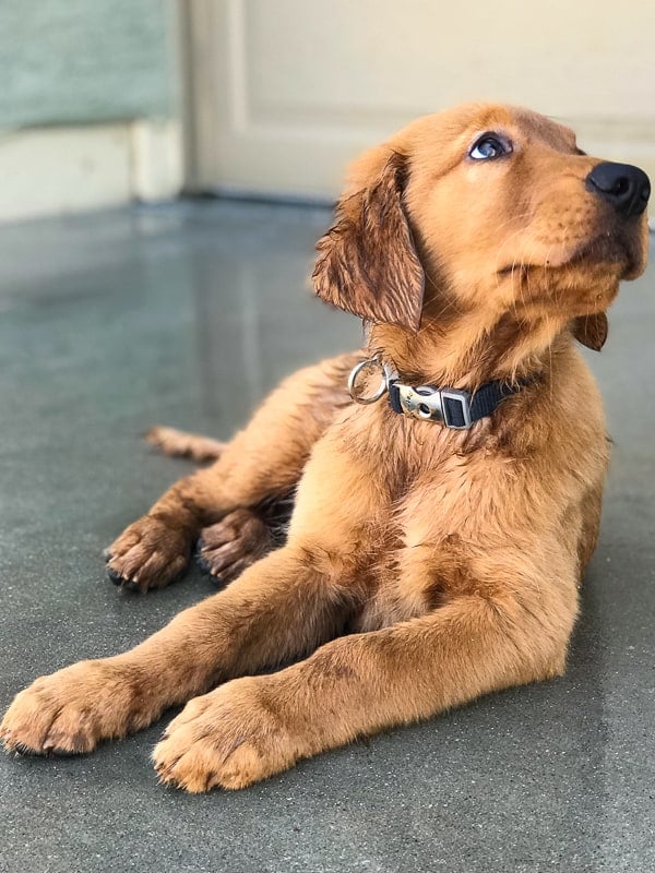 Furry Friend Friday - Logan the Golden Dog wet from rain during Hurricane Rosa