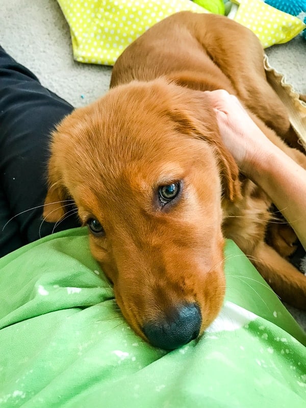 Logan the Golden Dog, a Golden Retriever, snuggling.