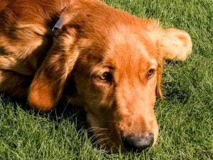 Logan the Golden Dog in the grass.