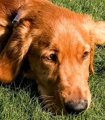 Logan the Golden Dog in the grass.