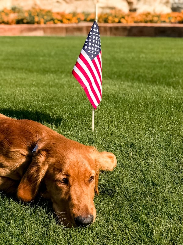 Logan the Golden dog in front of a flag on Veteran's Day.