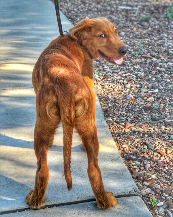 Logan the Golden Dog looking back over his shoulder.