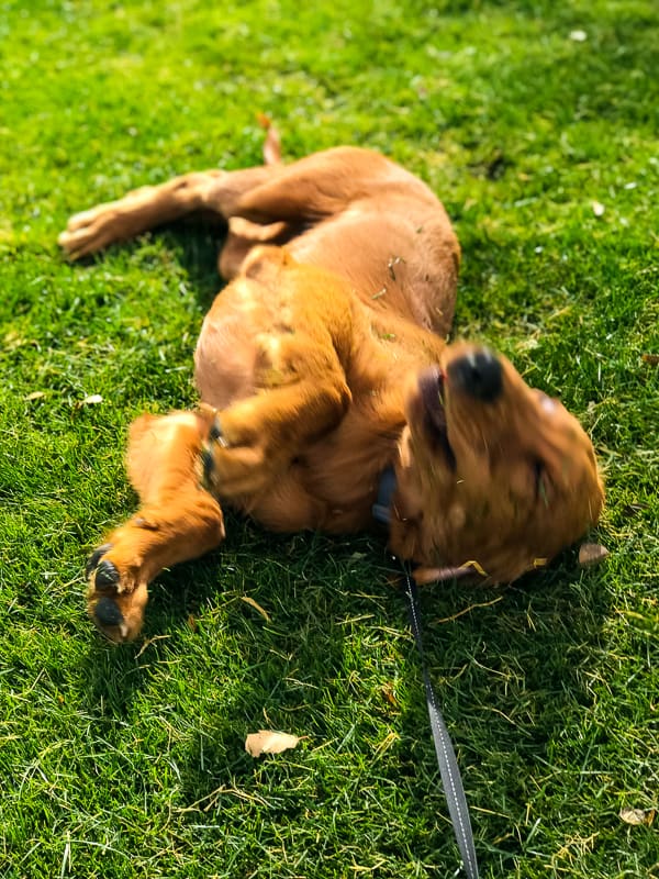 Logan the Golden Dog rolling in freshly cut grass.