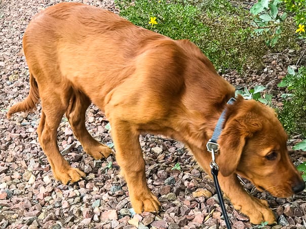 Logan the Golden Dog sniffing rocks