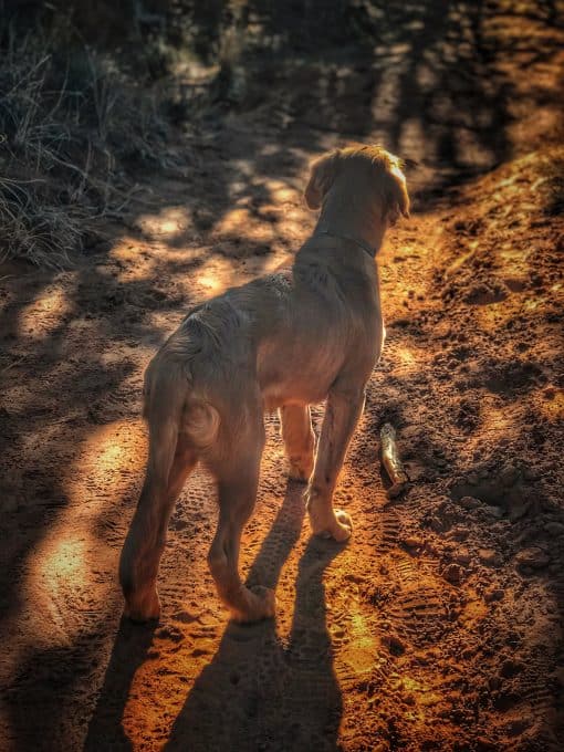 Logan the Golden Dog at Kodachrome Basin Trail, UT.
