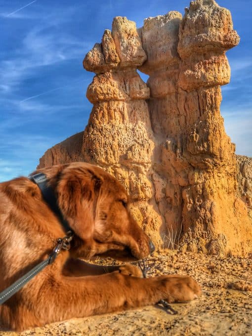 Logan the Golden Dog at Bryce Canyon National Park