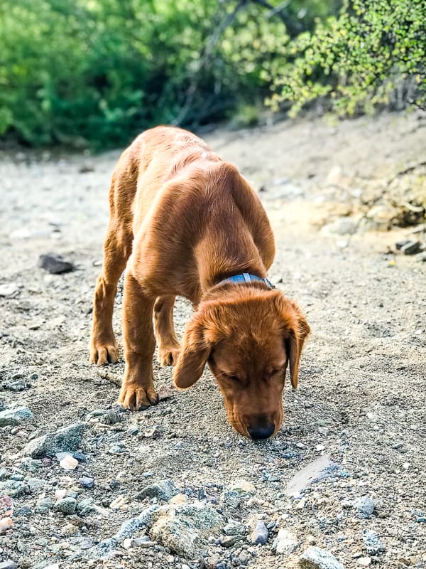 Sniffing while hiking Box Canyon of the Hassayampa Trail.