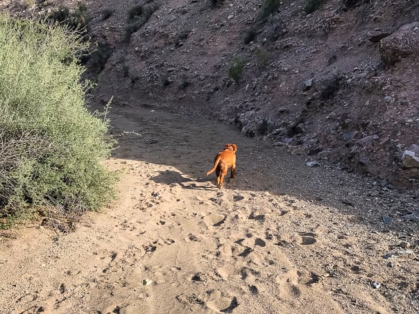 Hiking Box Canyon of the Hassayampa Trail.