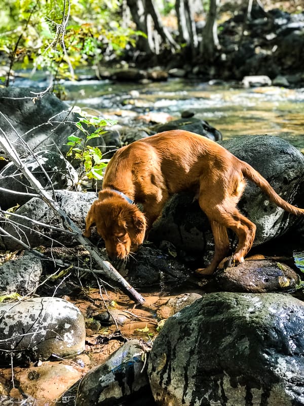 Logan the Golden Dog having fun at Clear Creek, AZ.