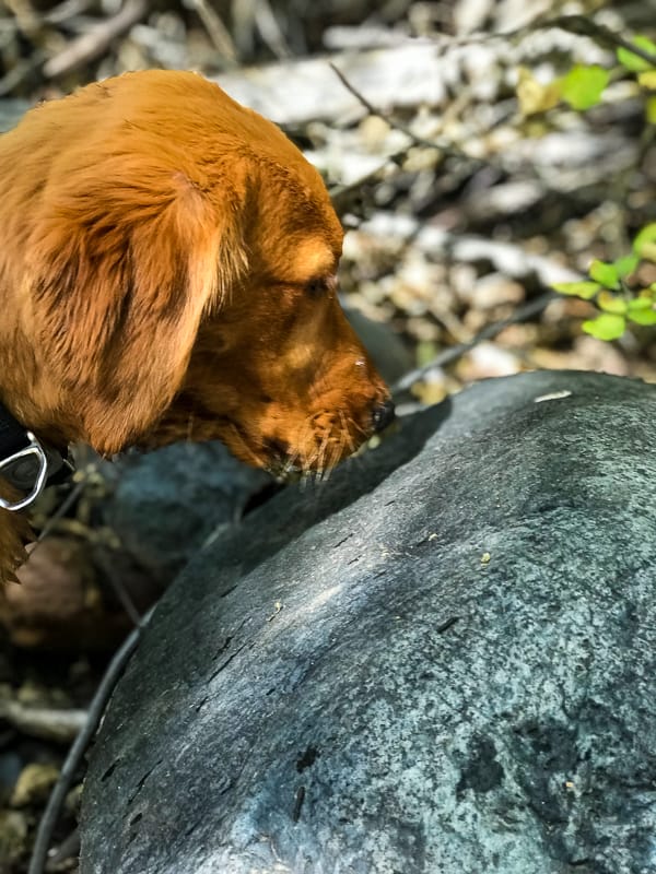 Logan the Golden Dog inspecting an inchworm at Clear Creek, AZ.