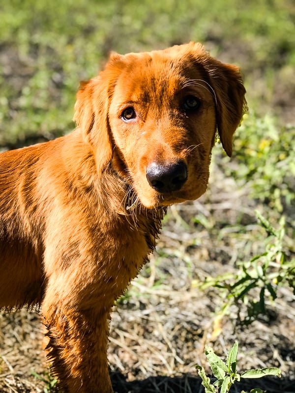 Logan the Golden Dog.