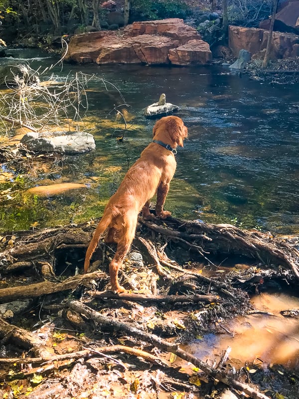 Logan the Golden Dog in full retriever mode at Clear Creek, AZ.