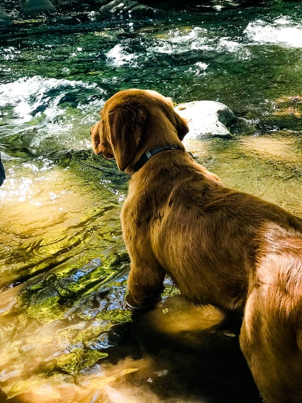 Logan the Golden Dog looking at Clear Creek in AZ.