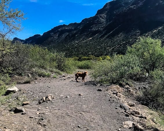 Logan the Golden Dog on a hike at Clear Creek, AZ.