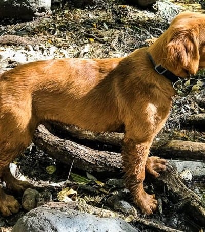 Logan the Golden Dog standing at Clear Creek, AZ.