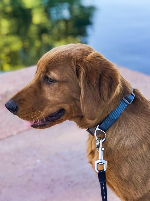 Logan the Golden Dog watching the ducks at the park.