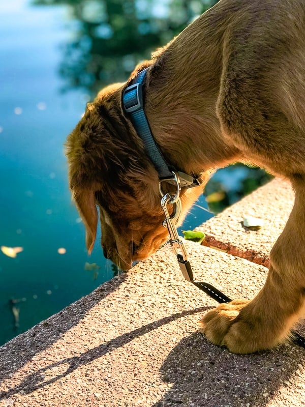 Sniffing the water at the park.