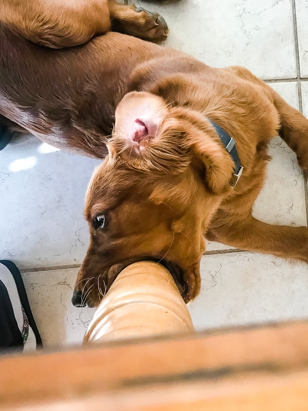 Chewing the table leg.