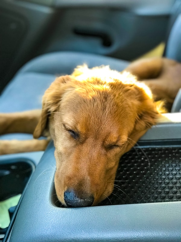 Logan the Golden Dog asleep in the car.