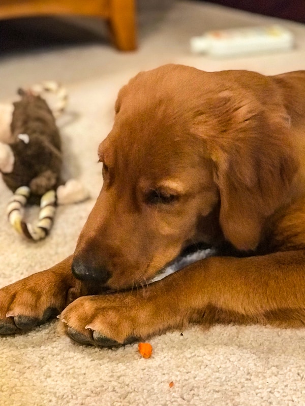 Logan the Golden Dog enjoying his first taste of carrot.