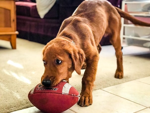 Logan the Golden Dog playing with his first football.