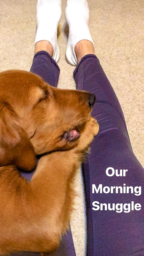 Logan the Golden Dog who thinks he's a lap dog.