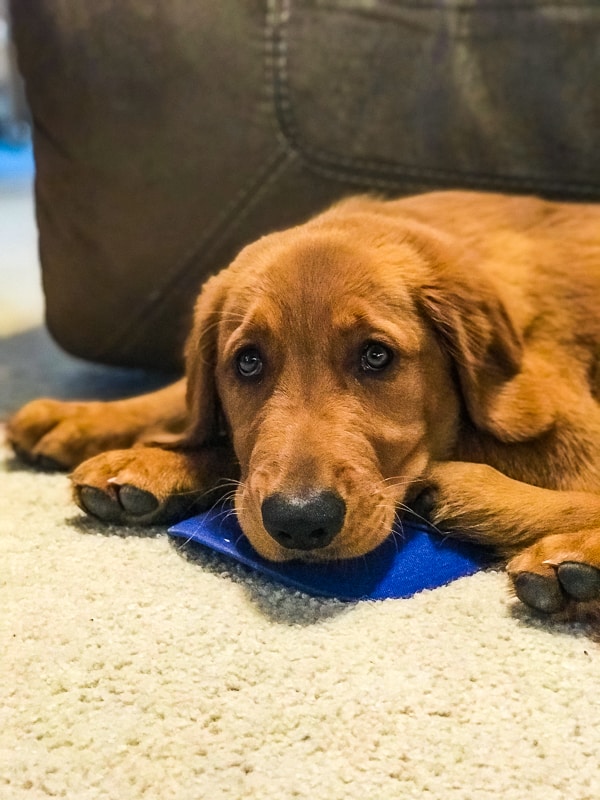 Logan the Golden Dog watching game 4 of the World Series.