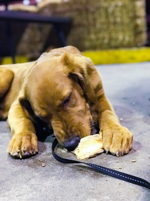 Logan the Golden Dog chewing a pork bone at Big John's Texas Barbecue in Page, AZ.