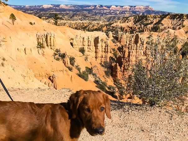 Logan the Golden Dog at Bryce Canyon Rim Trail.