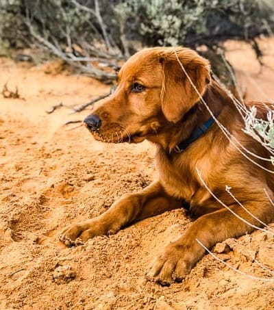 Logan the Golden Dog at Yellow Knolls Trail, St. George, Utah.