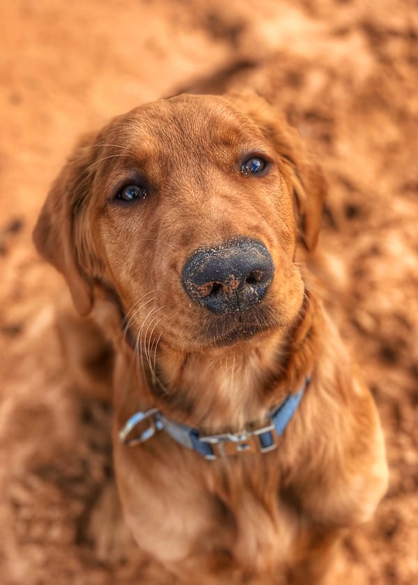 Logan the Golden Dog at Yellow Knolls Trail, St. George, Utah.