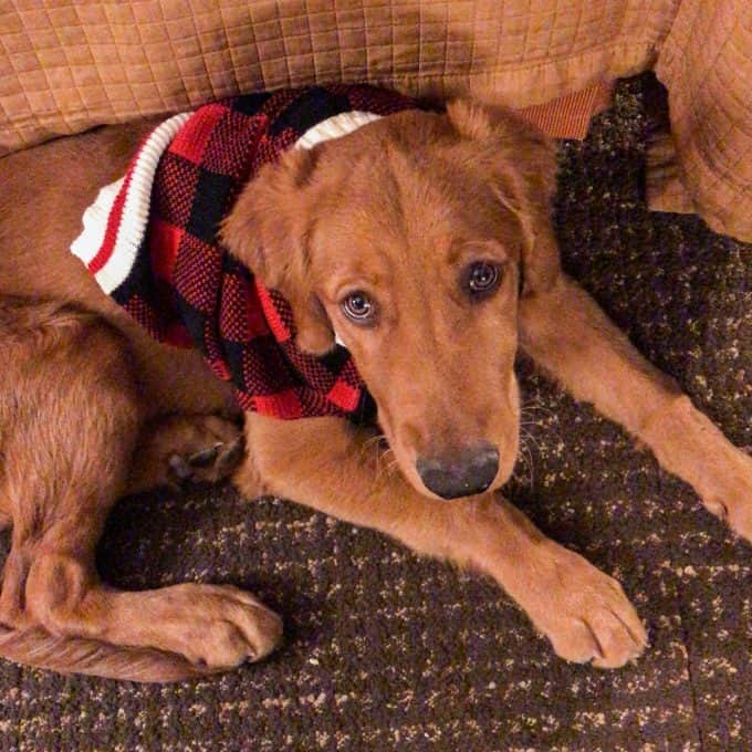 Logan the Golden Dog in a sweater at Ruby's Inn Bryce Canyon.