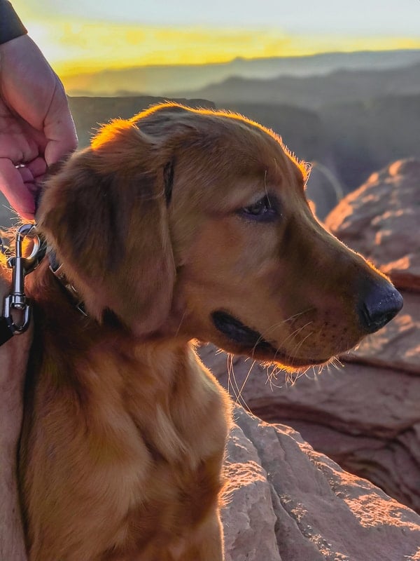 Logan the Golden Dog at Horseshoe Bend.