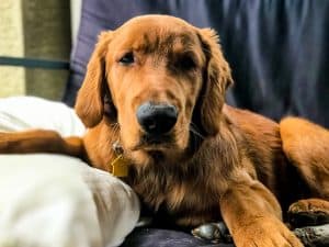 Our handsome fella, Logan the Golden Dog.