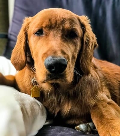 Our handsome fella, Logan the Golden Dog.