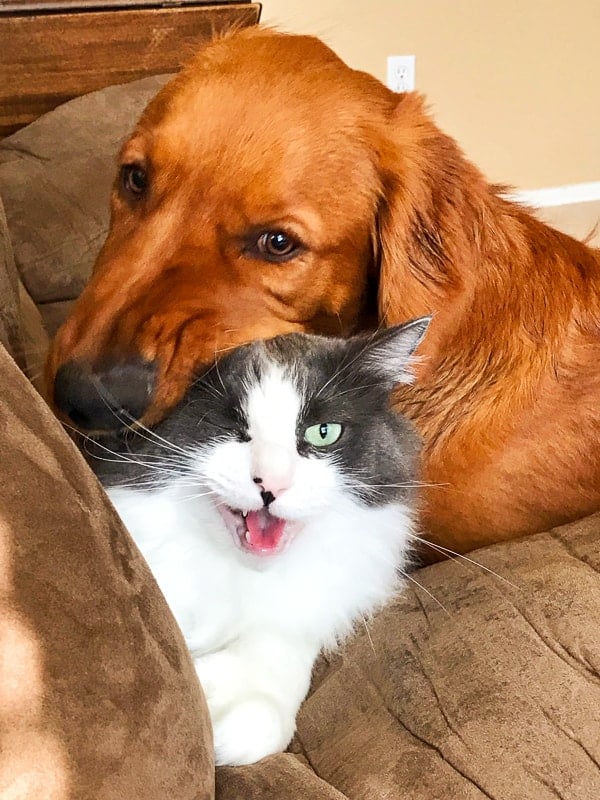 Logan the Golden Dog loving on Winnie the cat.