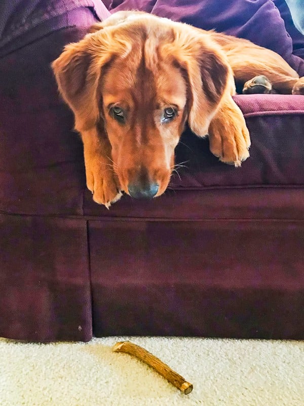 Logan the Golden Dog on the couch after dropping his stick.