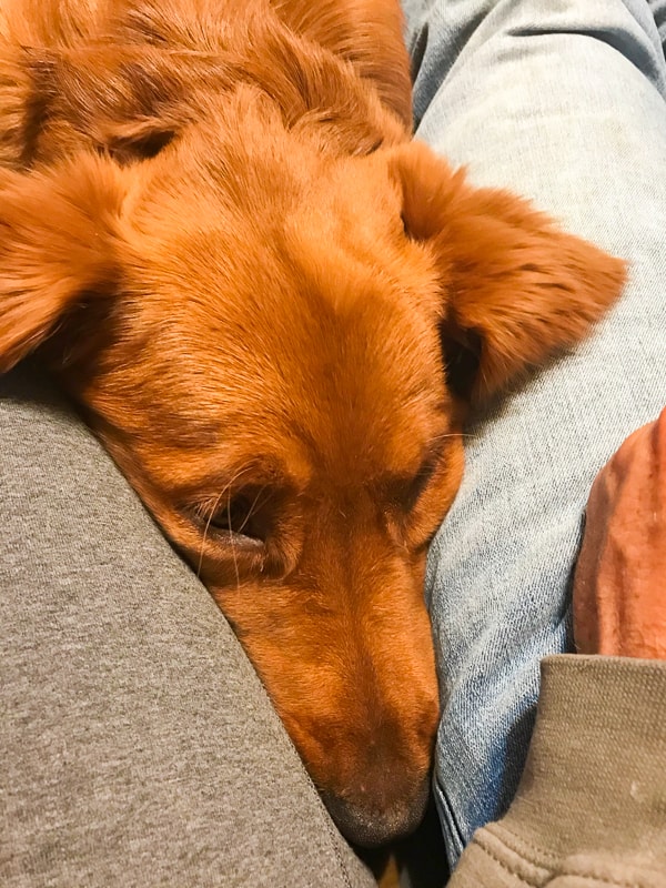 Logan the Golden Dog with head in between mom and dad.