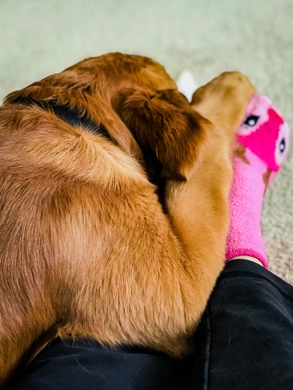 Logan the Golden Dog chewing his bone while snuggling mom.